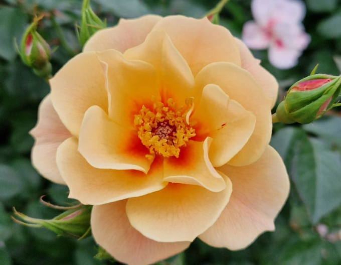 Trandafir  ´See You in Apricot´