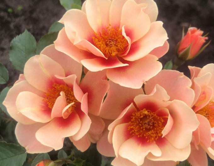 Trandafir  ´See You in Apricot´