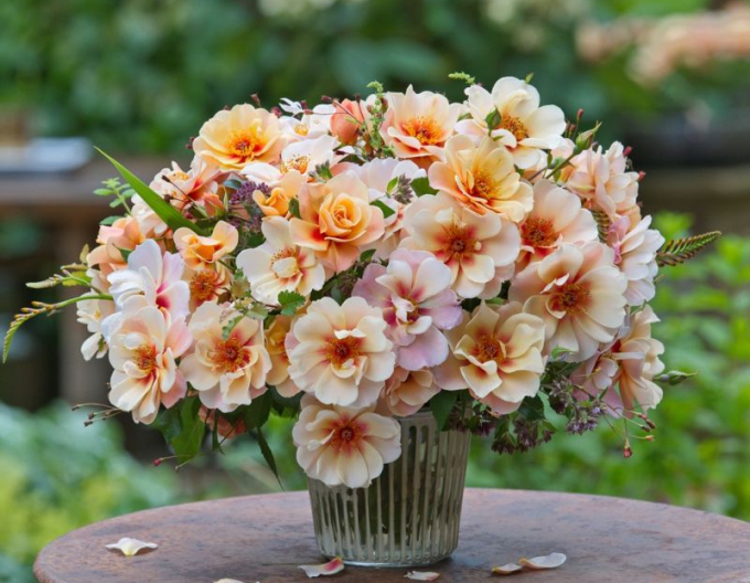 Trandafir  ´See You in Apricot´