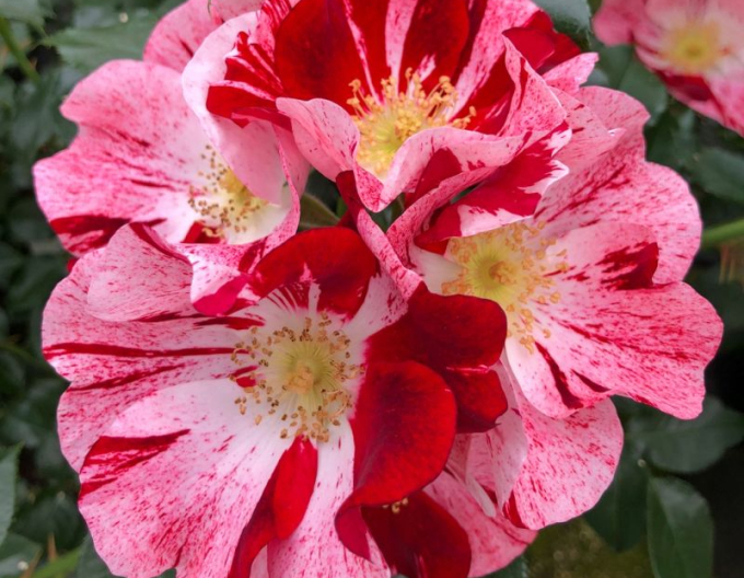 Trandafir "Simsalabim