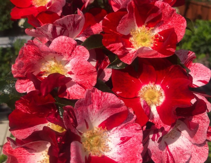 Trandafir "Simsalabim