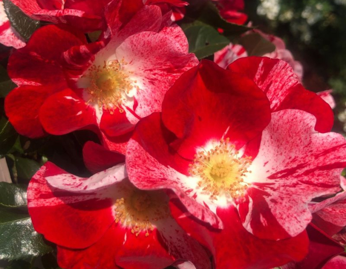 Trandafir "Simsalabim