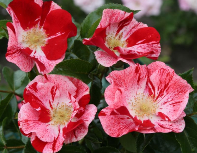 Trandafir "Simsalabim