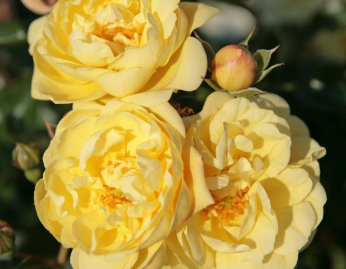 Trandafir Sunny Rose