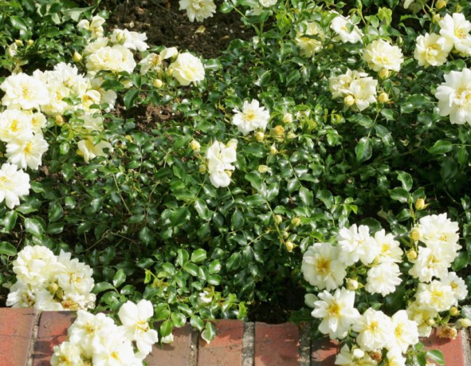 Trandafir Sunny Rose