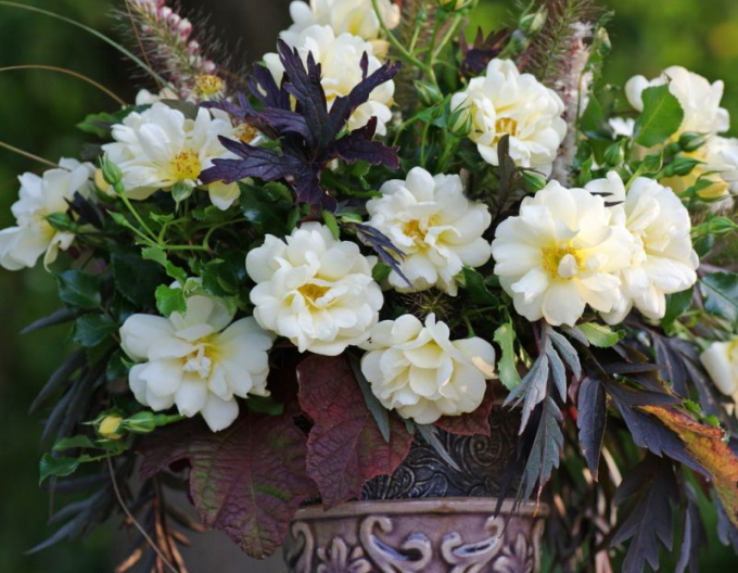 Trandafir Sunny Rose