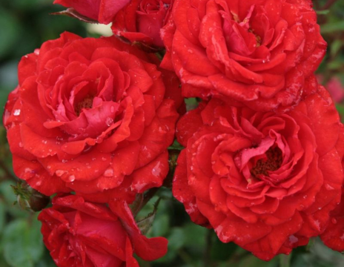 Trandafir  ´Zwergenfee 09´