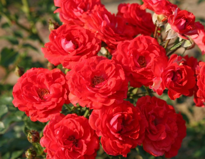 Trandafir  ´Zwergenfee 09´