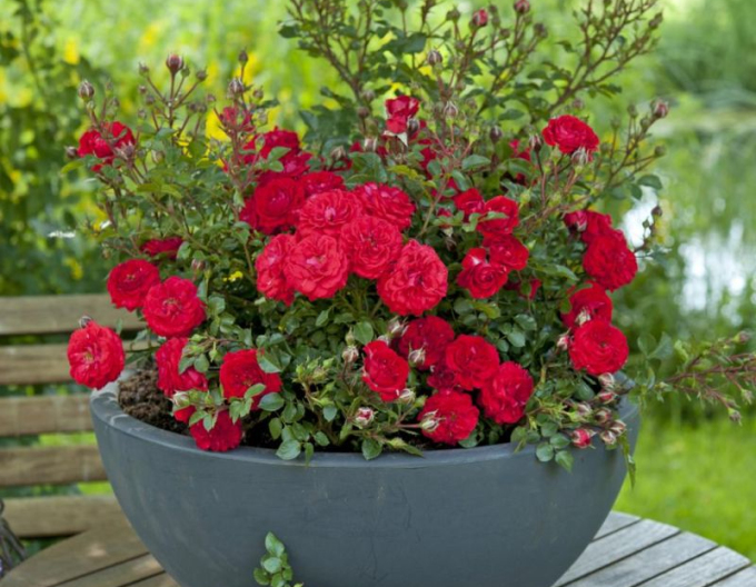 Trandafir  ´Zwergenfee 09´