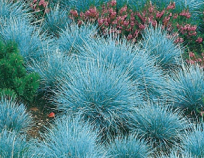 Festuca ´Elijah Blue´ 10l
