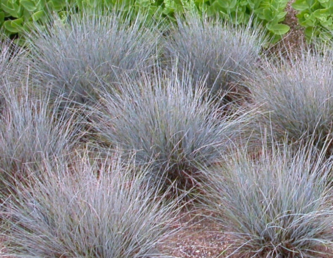 Festuca ´Elijah Blue´ 10l