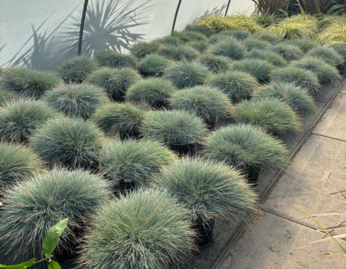 Festuca ´Elijah Blue´ 10l