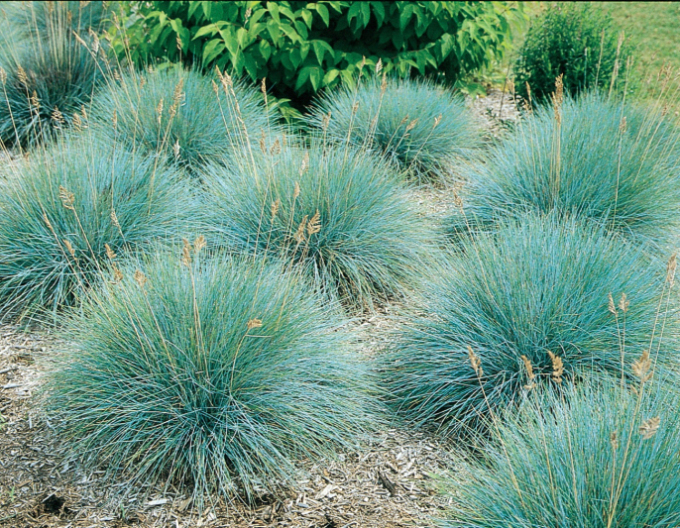 Festuca ´Elijah Blue´ 10l