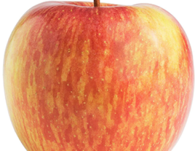 Măr Fuji de iarnă, portaltoi M9, ghiveci  5l