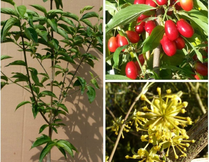 Călin comun ´Jolico´ 160cm