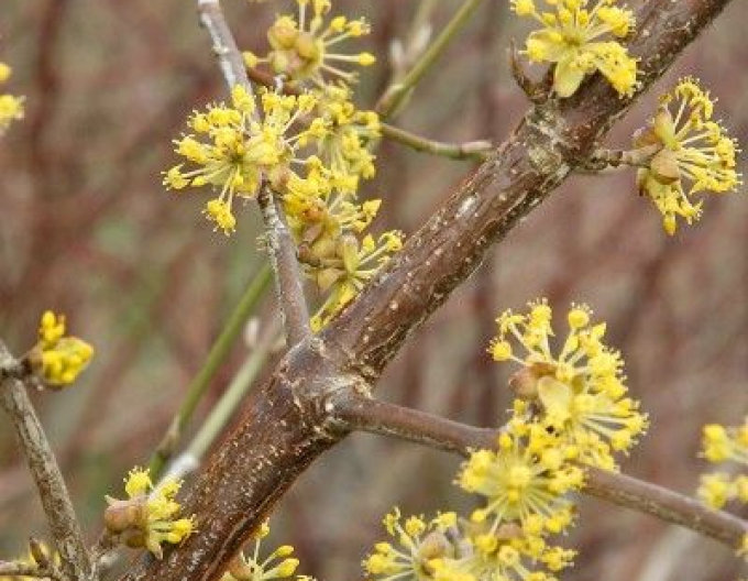 Călin comun ´Jolico´ 160cm