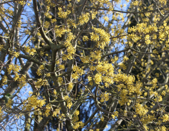 Călin comun ´Jolico´ 160cm