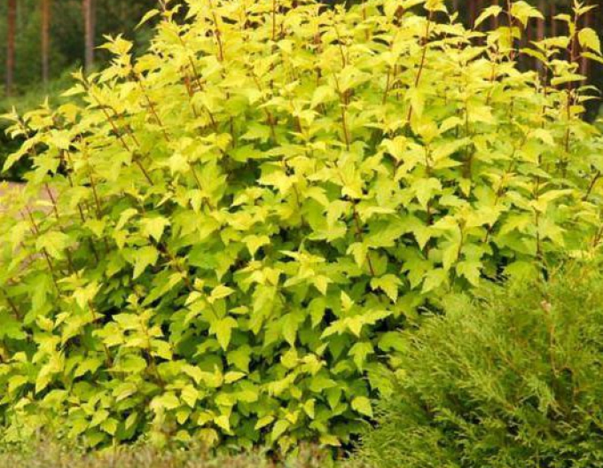 Physocarpus Darts Gold