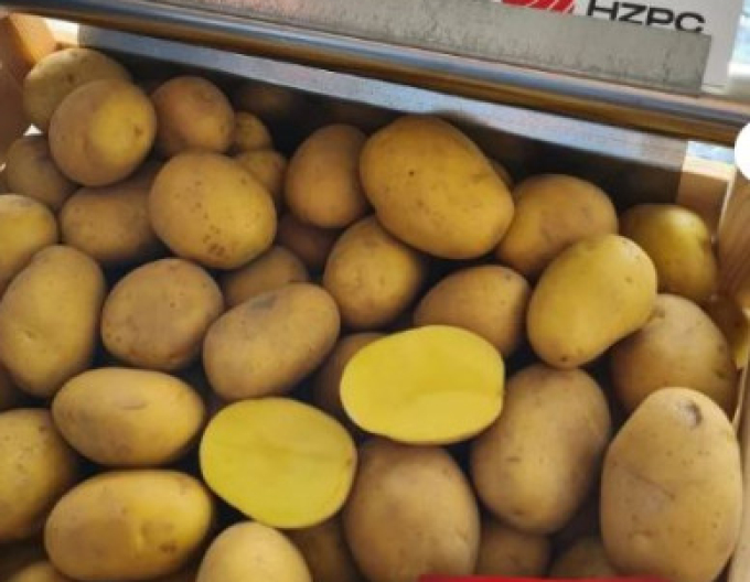 Cartofi de sămânță ´Camelia´ tub 1kg