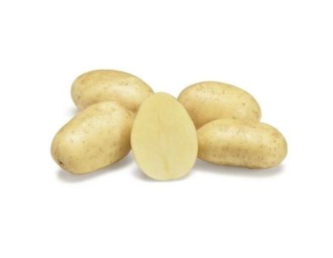 Cartofi de sămânță ´Sylvana´ 5kg