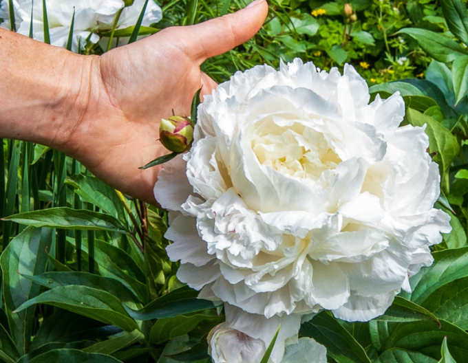 Bujor  Duchesse de Nemours