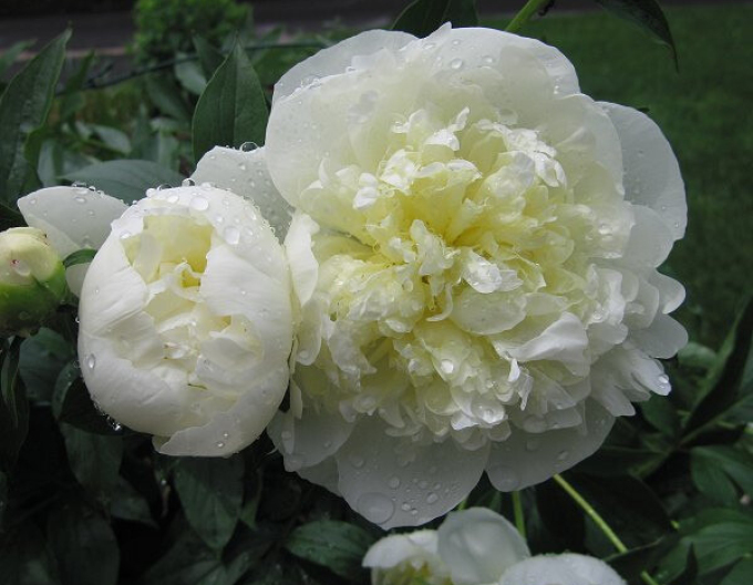 Bujor  Duchesse de Nemours