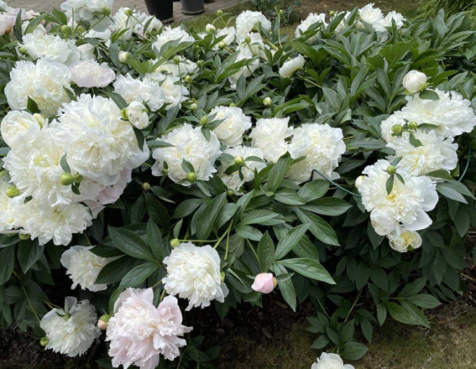 Bujor  Duchesse de Nemours