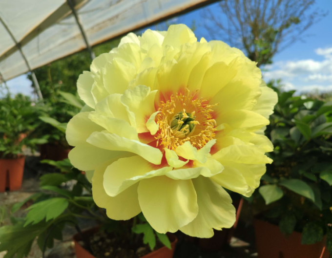 Bujor itoh Bartzella hybrid