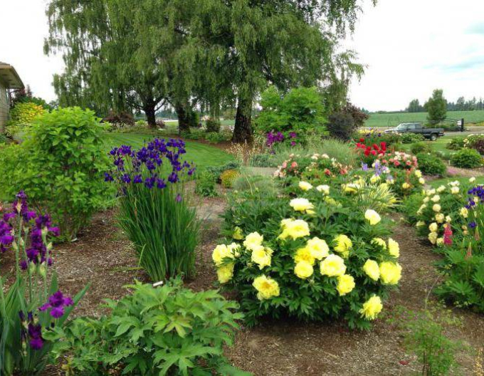 Bujor itoh Bartzella hybrid