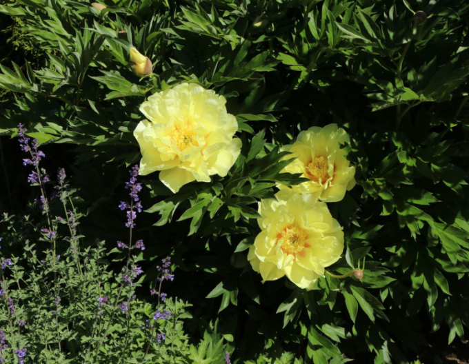 Bujor itoh Bartzella hybrid