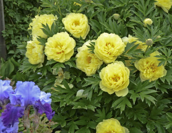 Bujor itoh Bartzella hybrid