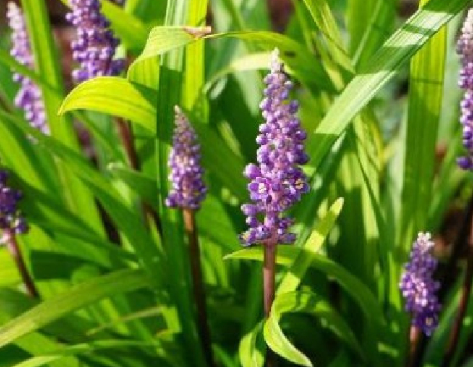 Liriope  ´Purple Passion´ 9x9