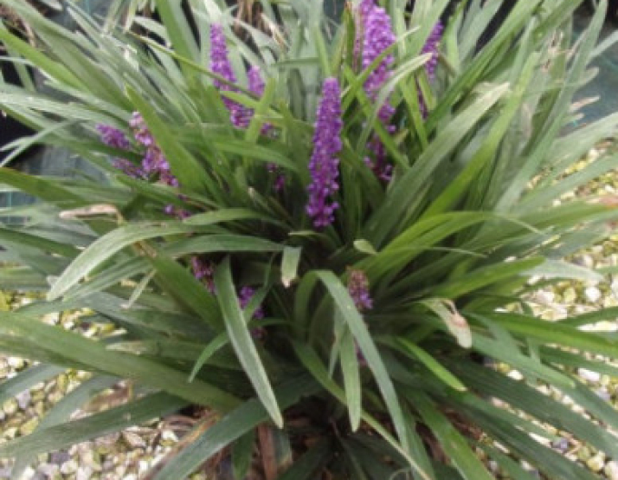 Liriope  ´Purple Passion´ 9x9