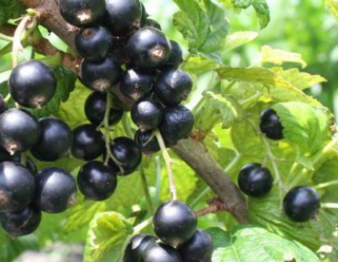 Coacăze negre ´Cassisima Noiroma´-pom fructifer, 2l