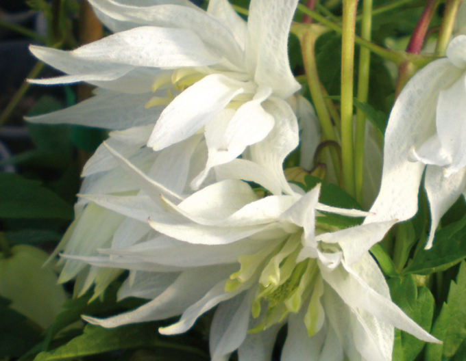 Clematis Albina Plena