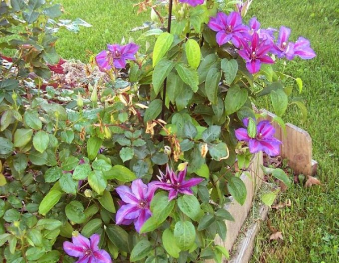 Clematis Mrs. Thomson