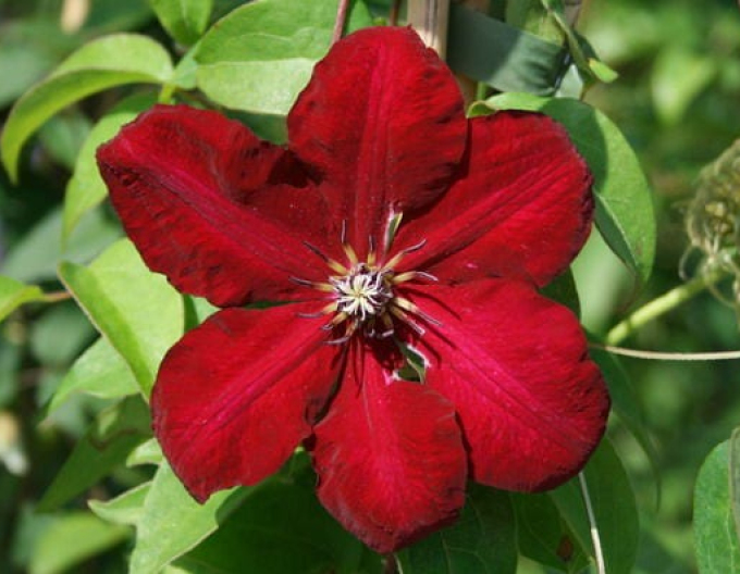 Clematis Solidarnosc