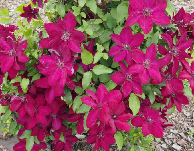 Clematis Solidarnosc
