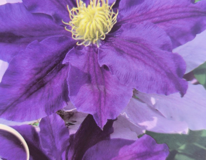 Clematis Lavender Beauty