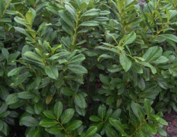 Prunus laurocerasus  ´Novita´ 3L