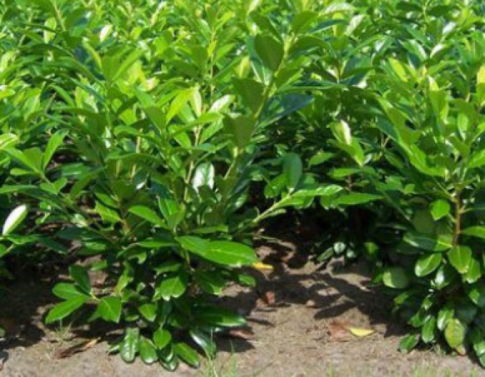 Prunus laurocerasus  ´Novita´ 3L