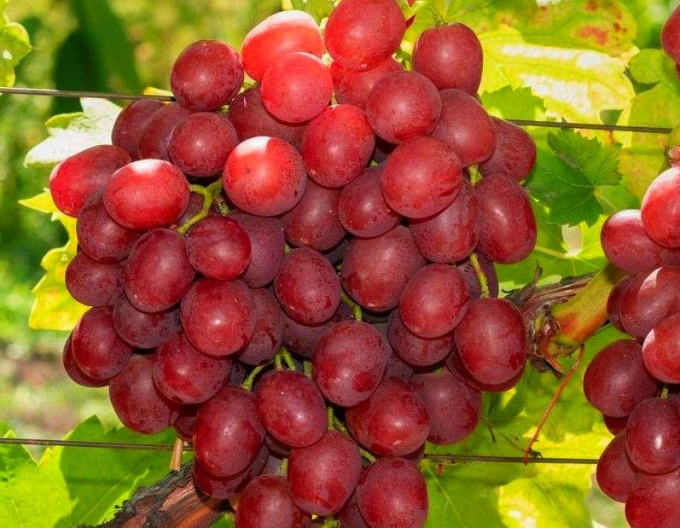 Viță de vie de masă "Vanessa