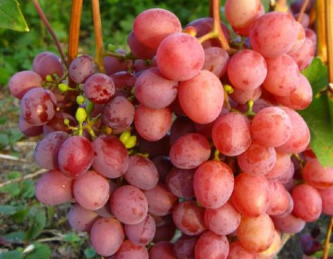 Viță de vie de masă "Vanessa