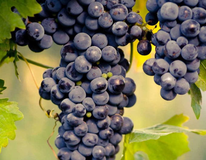 Viță de vie de masă "Muscat Blue