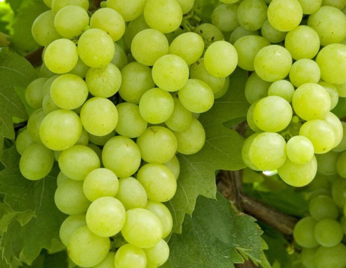 Viță de vie de masă "Lakemont