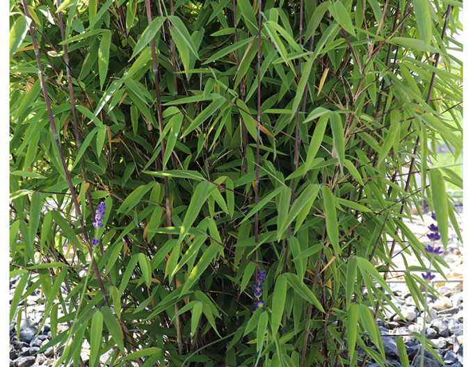 Bamboo ´Fargesia Nitida Volcano´