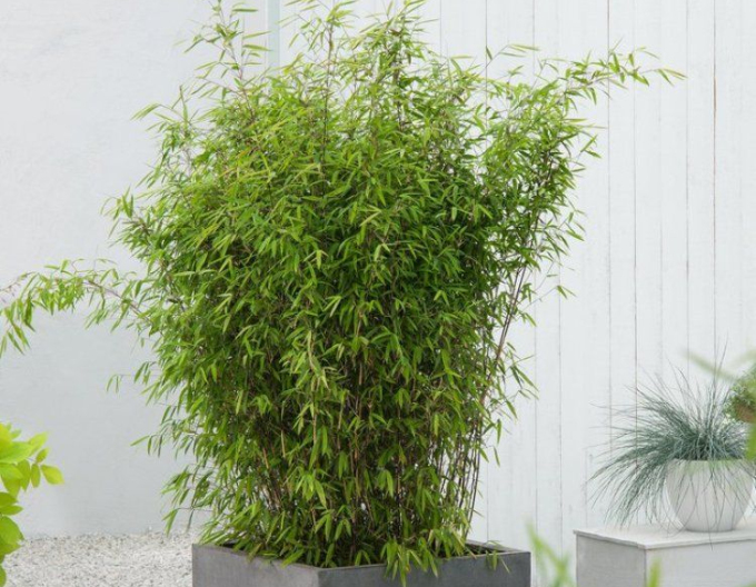 Bamboo ´Fargesia Nitida Volcano´