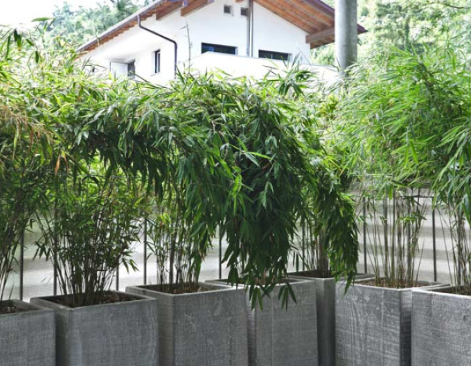 Bamboo ´Fargesia Nitida Volcano´