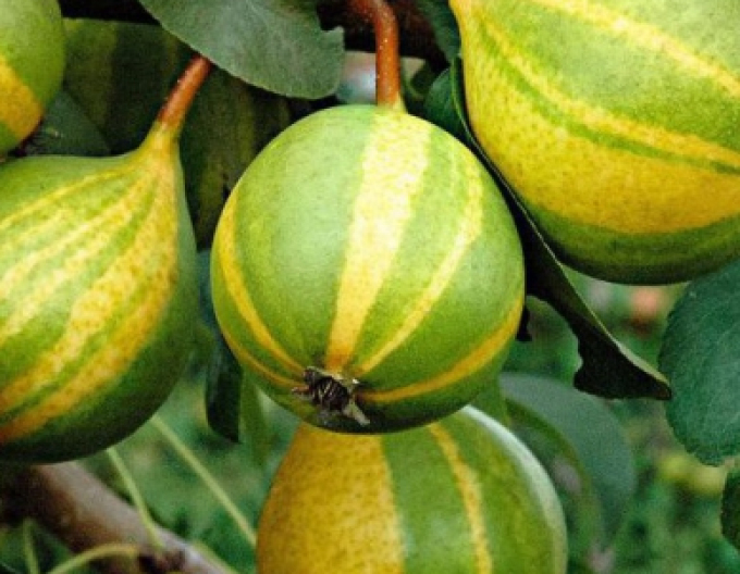 Pere "Schweizer Hose" toamnă, portaltoi Păr sălbatic, ghiveci 5l