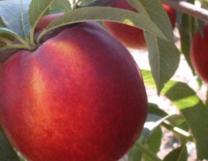 Nectarine ´Venus´ târziu, portaltoi Ishtara, ghiveci 5l